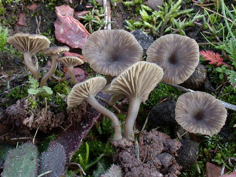 Omphalina griseopallida