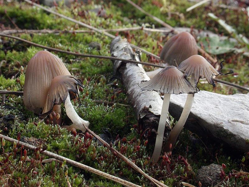 Coprinus angulatus