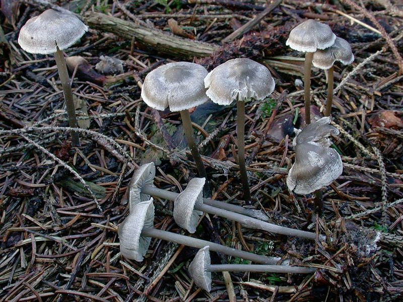 Tephrocybe rancida