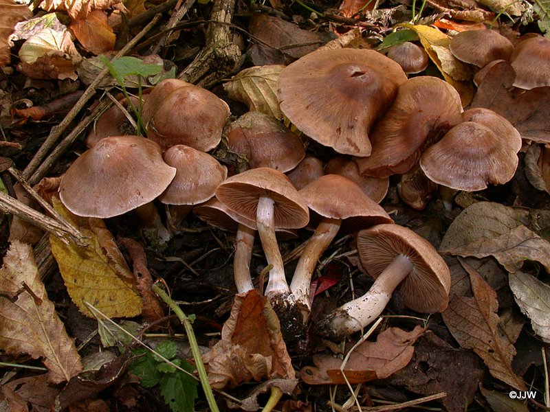 Cortinarius cohabitans