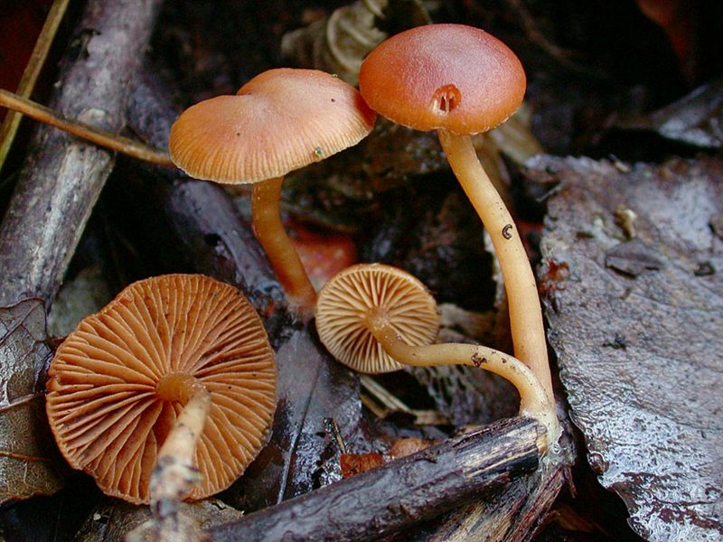 Tubaria romagnesiana