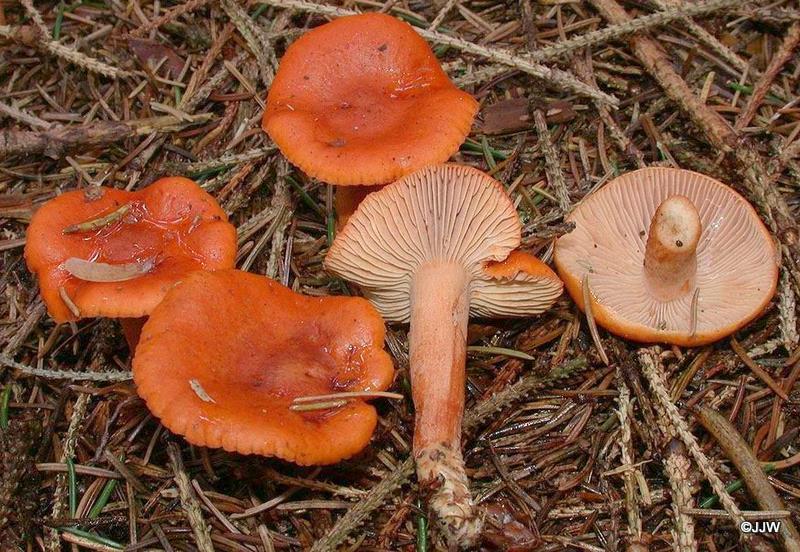 Lactarius aurantiacus