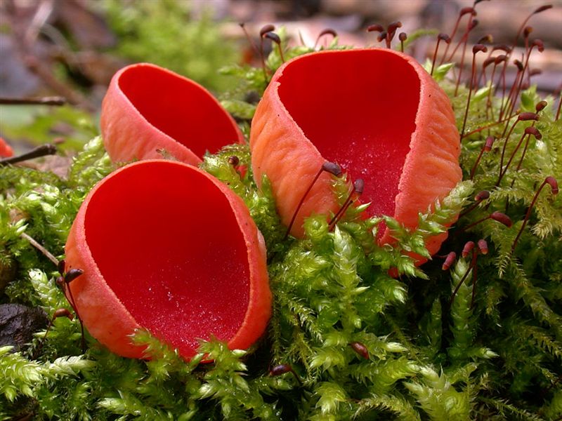 Sarcoscypha coccinea