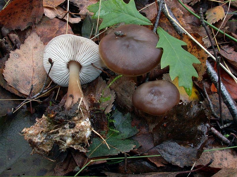 Collybia brassicolens