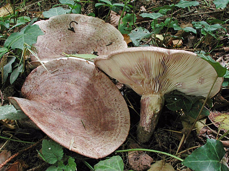 Lactarius violascens