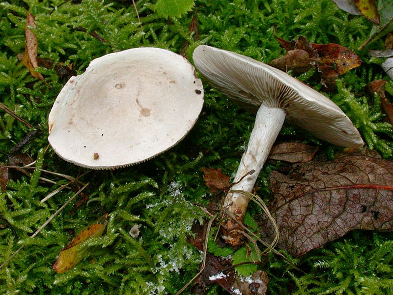 Clitocybe inornata