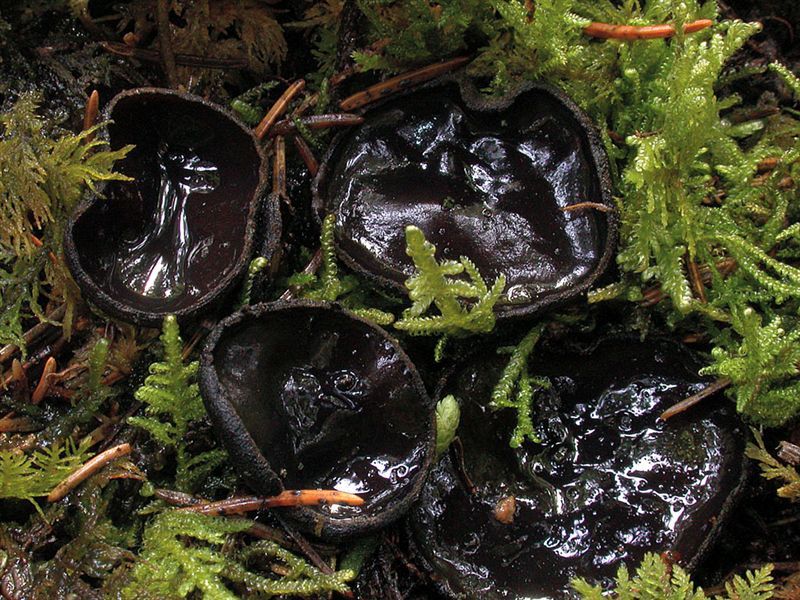 Pseudoplectania nigrella