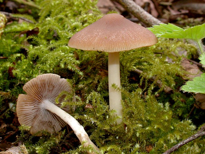 Psathyrella spadiceogrisea