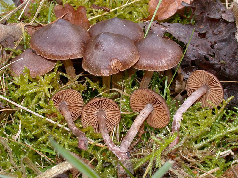 Cortinarius vernus