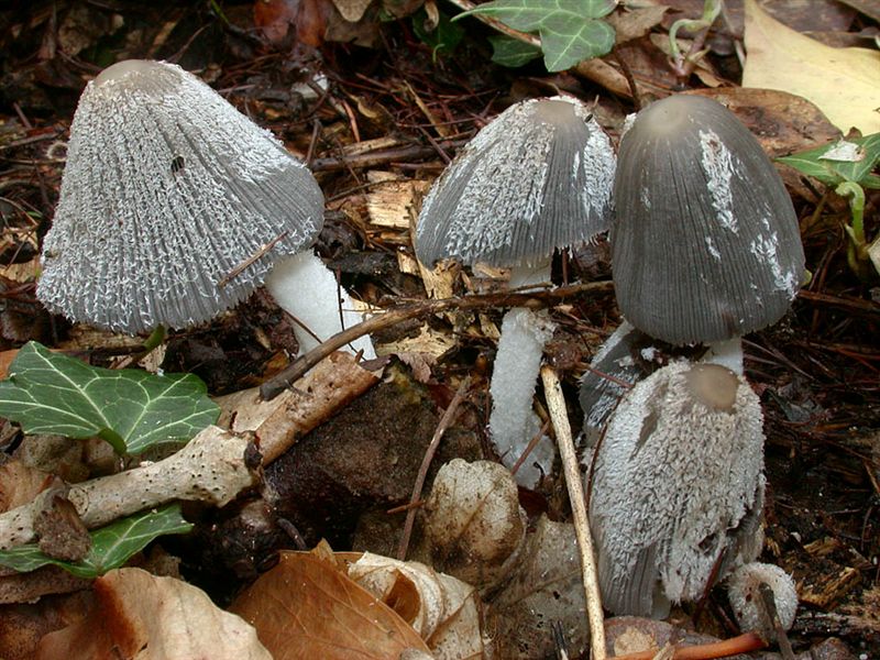 Coprinus lagopus