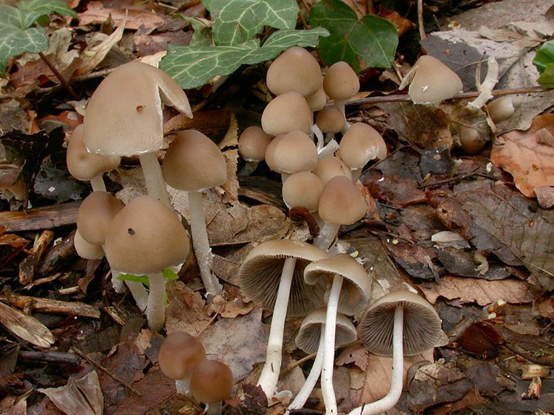 Psathyrella marcescibilis