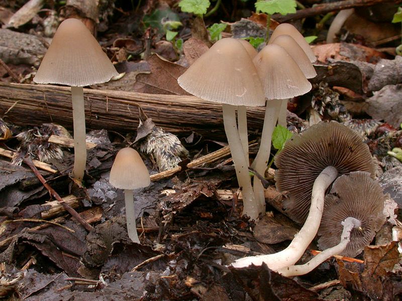 Psathyrella marcescibilis