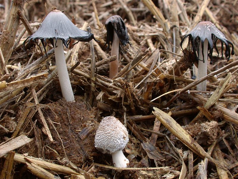 Coprinus auricomus