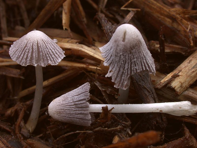 Coprinus congregatus