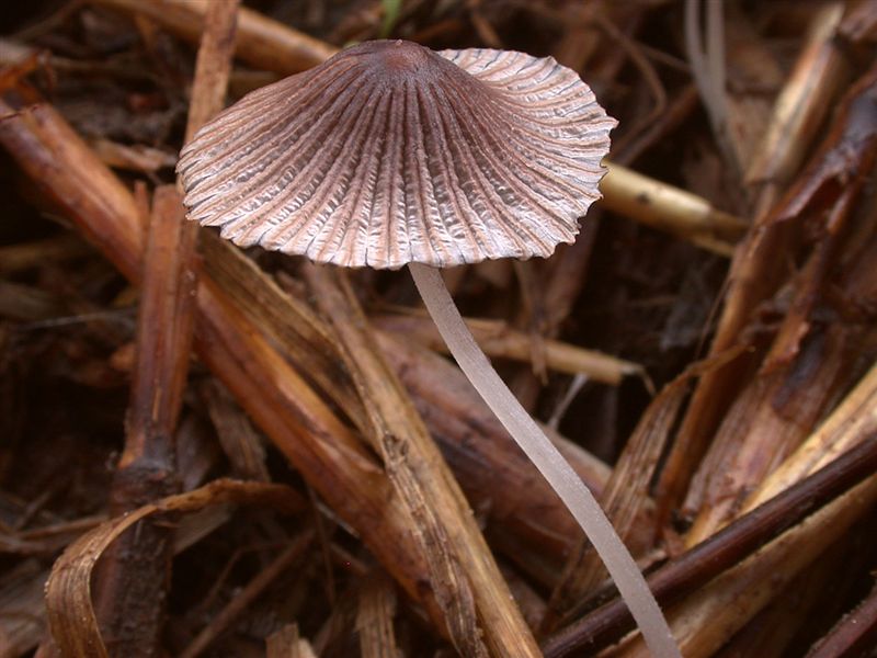 Coprinus cordisporus