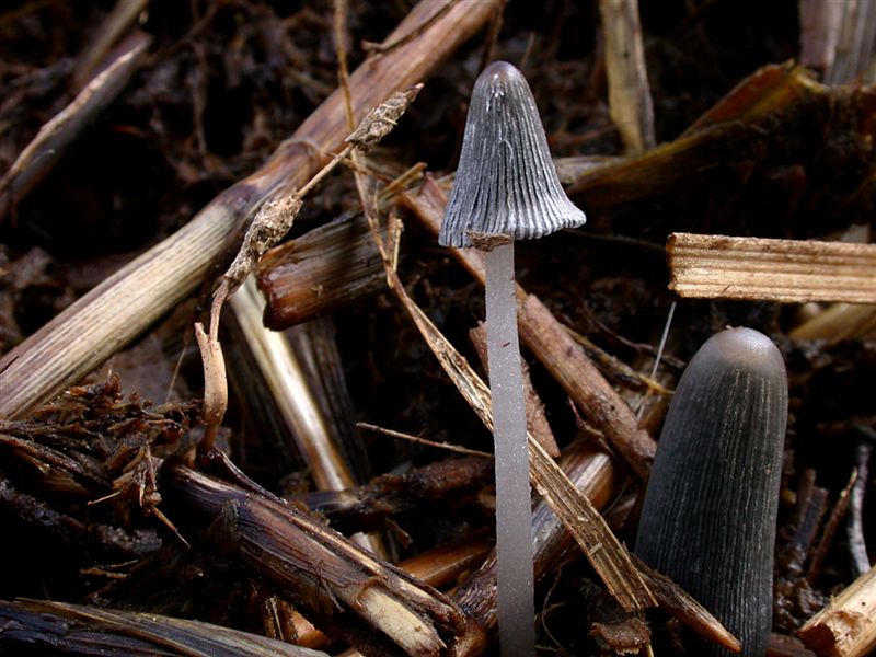 Coprinus macrocephalus