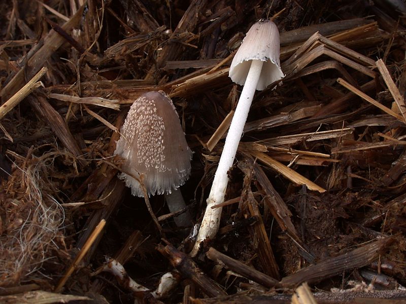 Coprinus cinereus