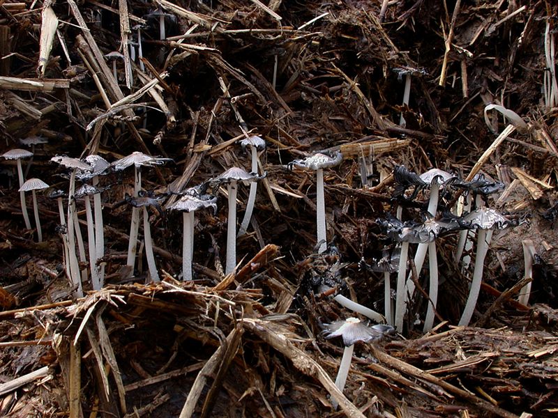 Coprinus cinereus