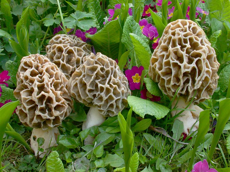 Morchella pseudoumbrina