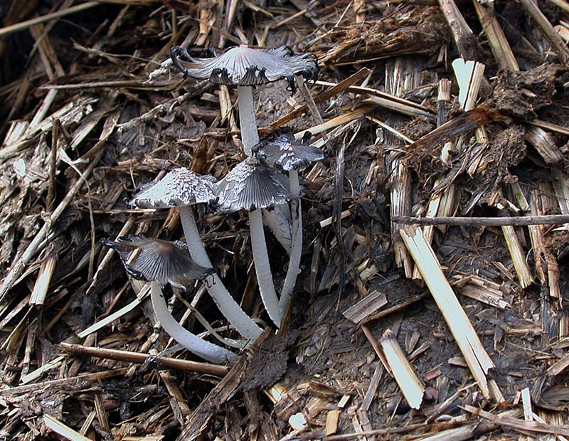 Coprinus cinereus