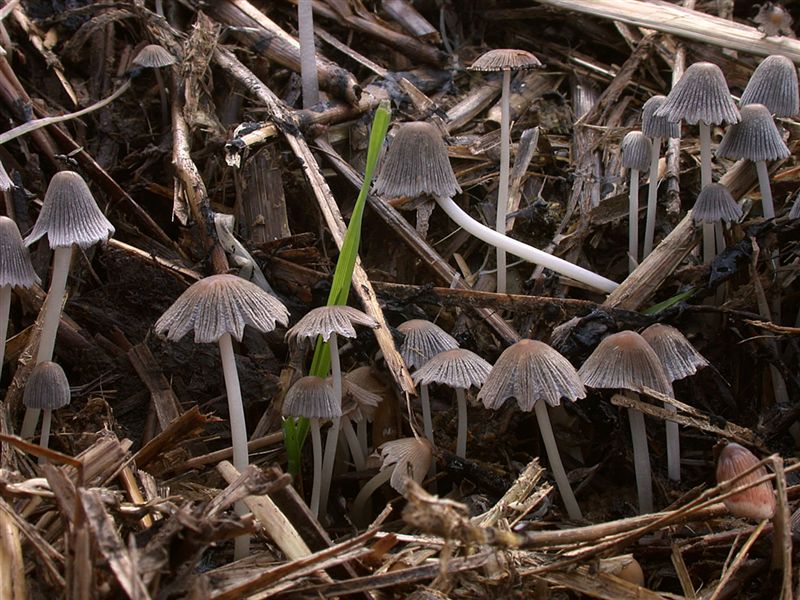 Coprinus congregatus