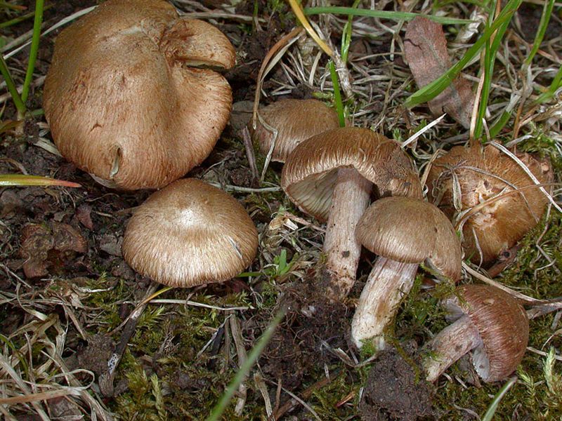 Inocybe subtigrina