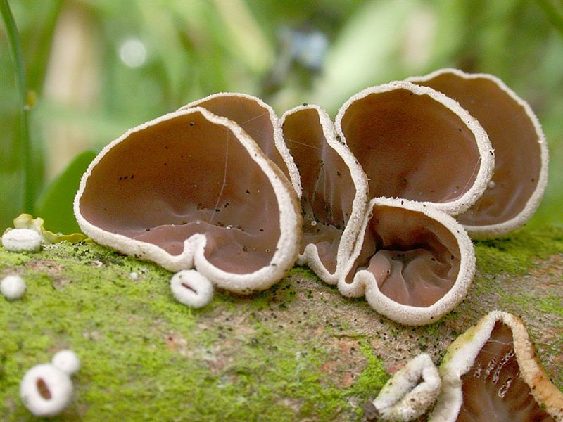 Aureoboletus gentilis