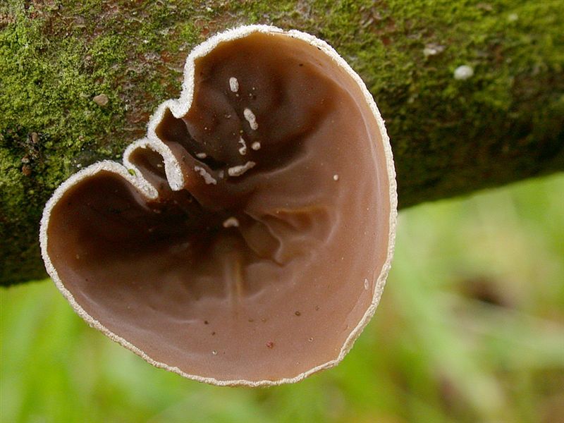 Auriculariopsis ampla