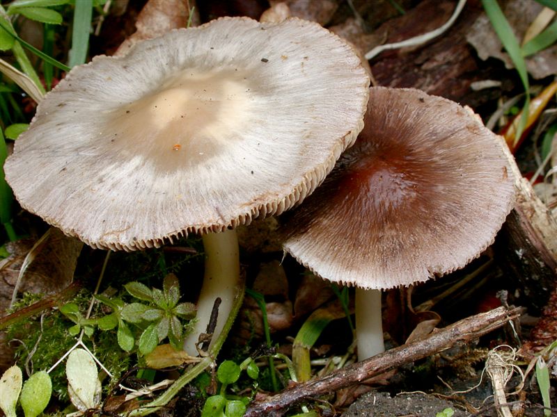 Psathyrella spadiceogrisea