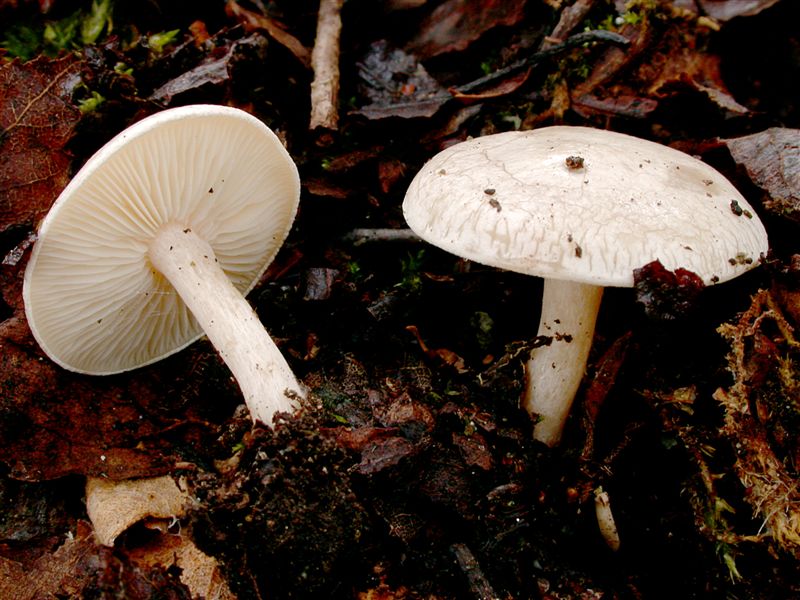 Clitocybe phyllophila v tenuis