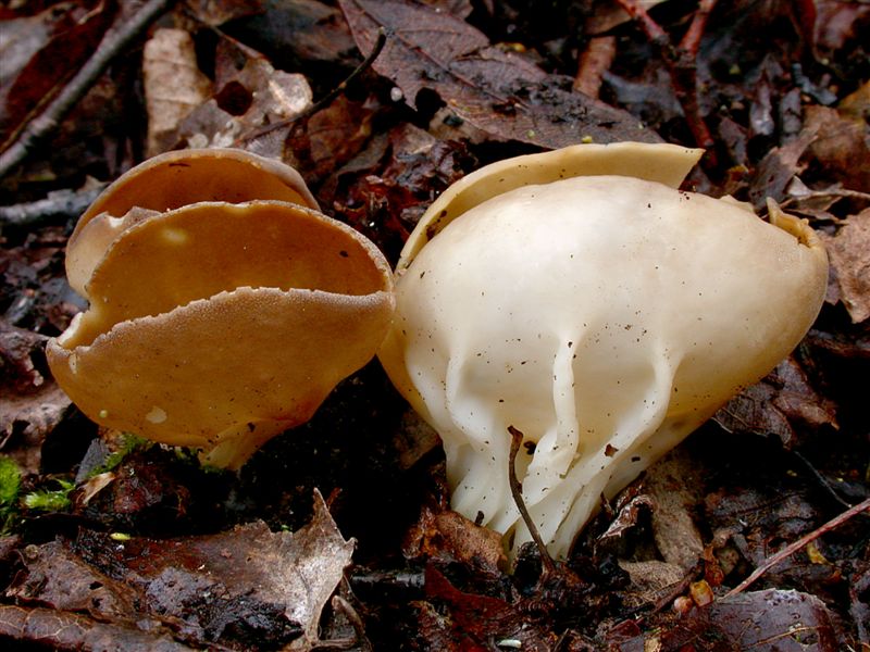 Helvella acetabulum