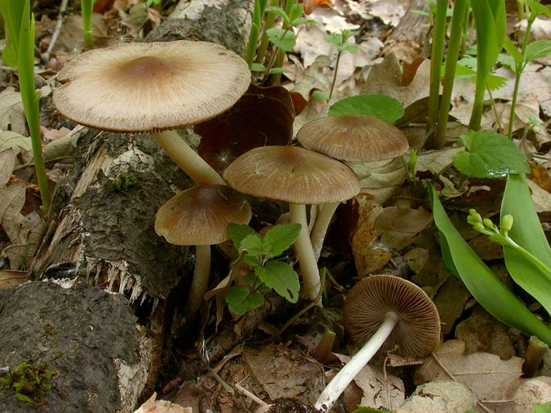 Psathyrella spadiceogrisea