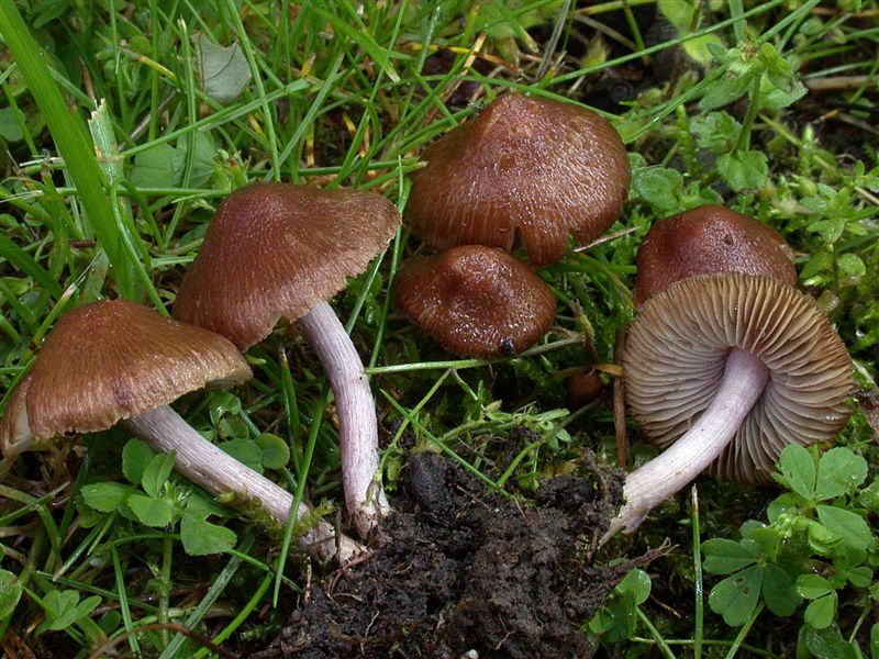 Inocybe amethystina