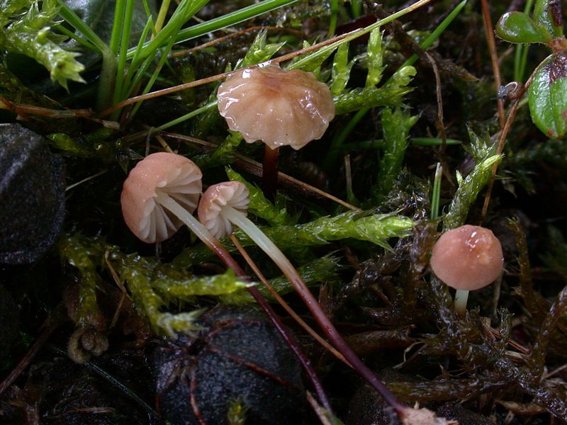 Marasmius anomalus