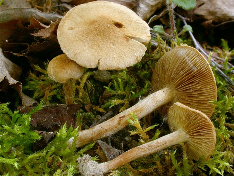 Inocybe dulcamara