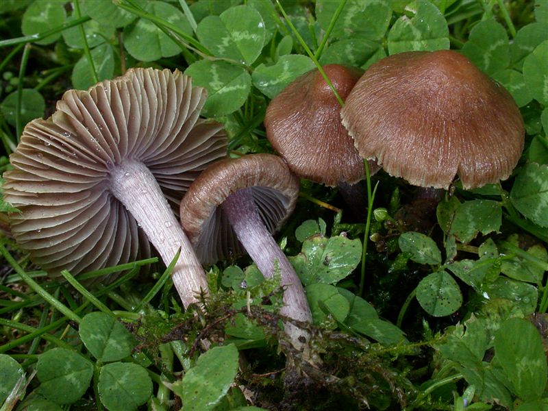 Inocybe amethystina