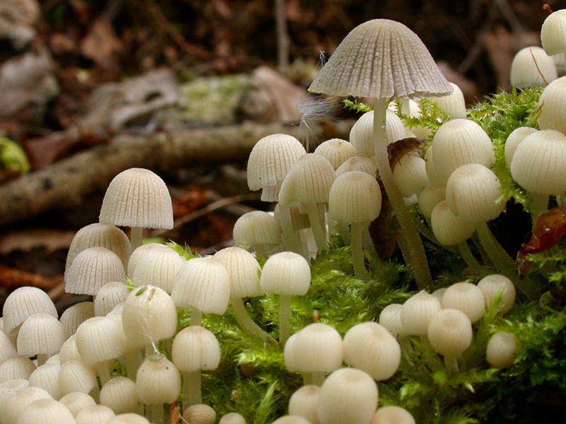 Coprinus disseminatus