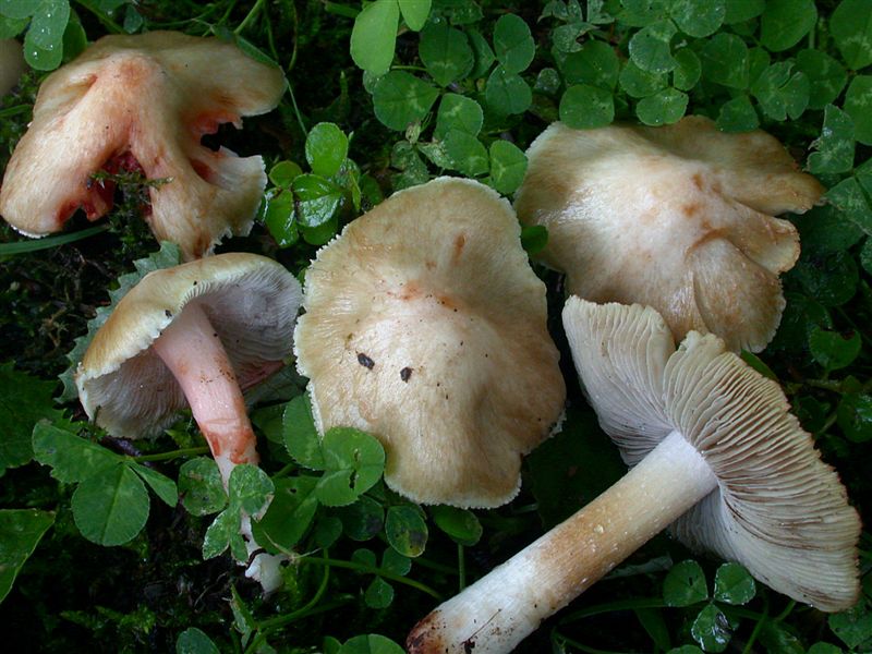 Inocybe patouillardii