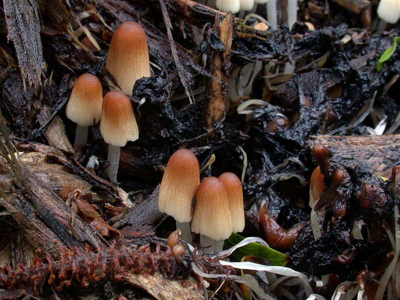 Coprinus congregatus