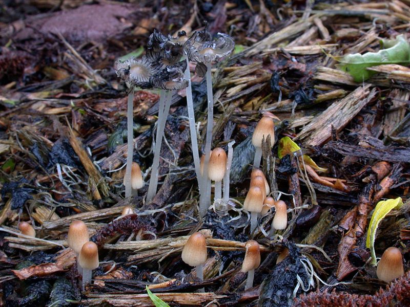 Coprinus cordisporus