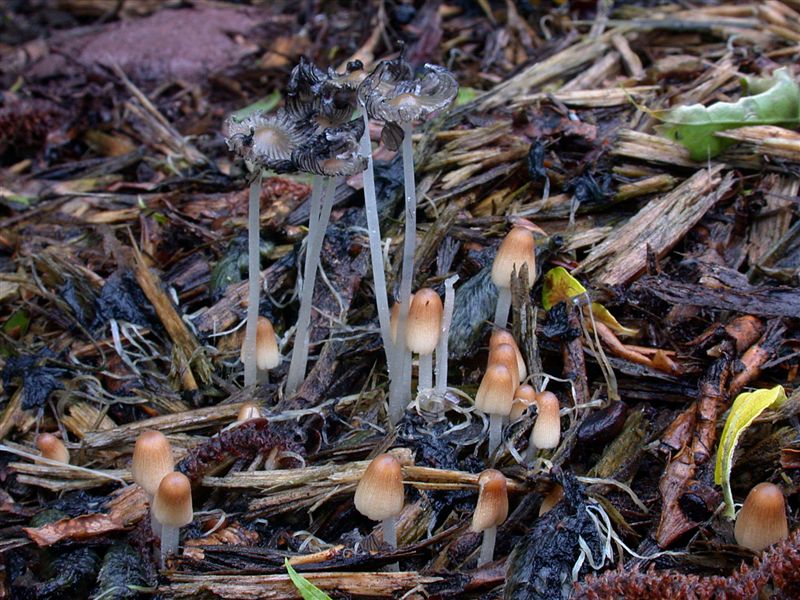 Coprinus cordisporus