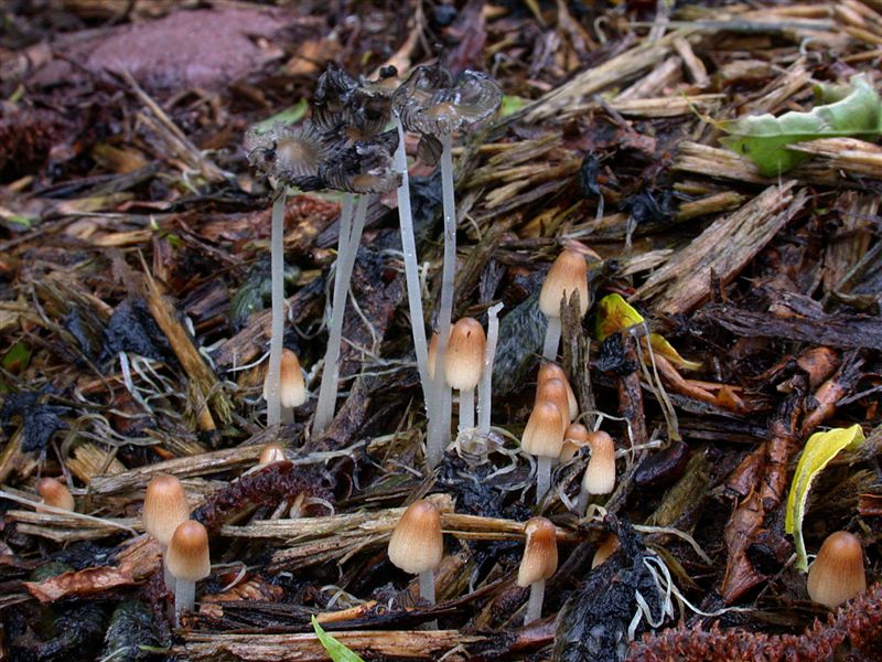 Coprinus congregatus