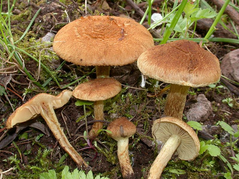 Inocybe dulcamara var latispora