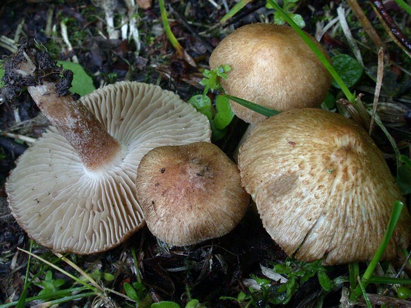 Inocybe subtigrina