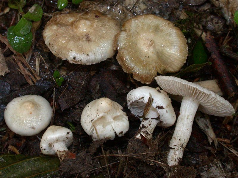 Inocybe geophylla