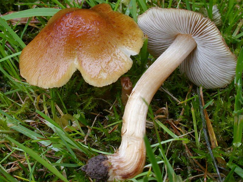 Inocybe curreyi