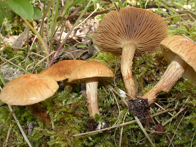 Inocybe agardhii