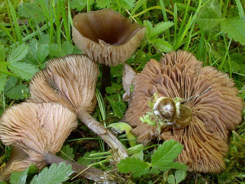 Entoloma sericeoides