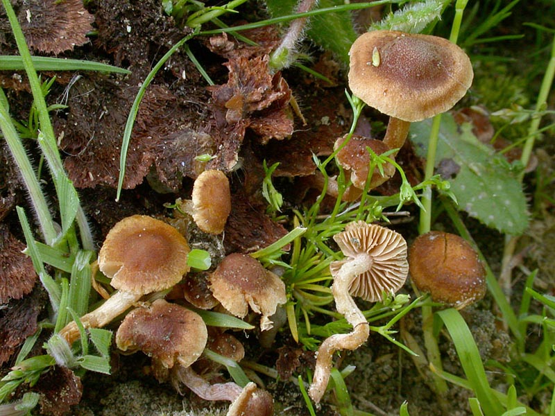 Inocybe rufoalba