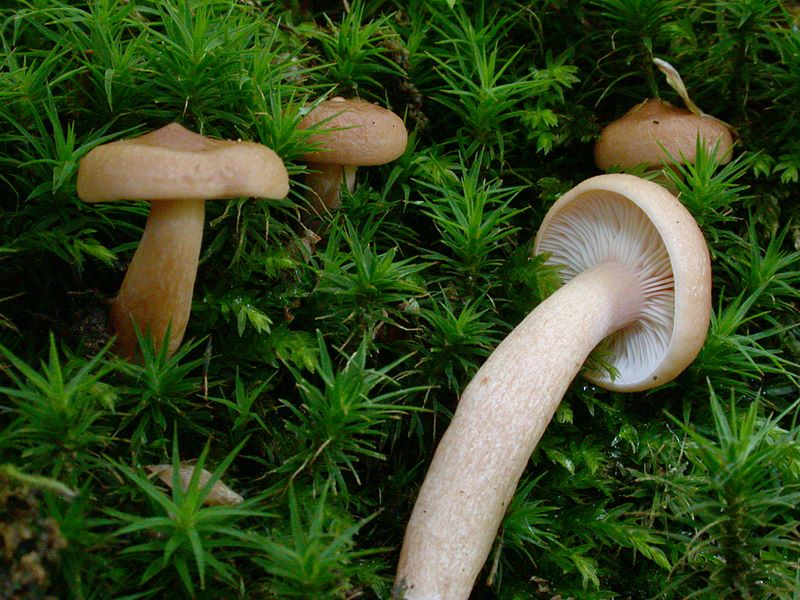 Lactarius decipiens